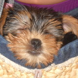 HADILA
