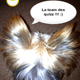 La team des quizz