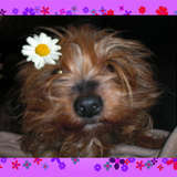 Violette  ღ 