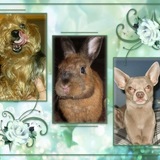 ♥♥♥ CADEAU DE MON NOISETTE ADORE♥♥