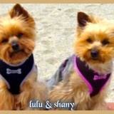 lulu ❤ shany  VOS KDO