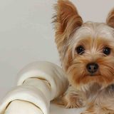 Yorkie Lovers 