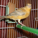 ♥ Fifi ♥ 3 ♥