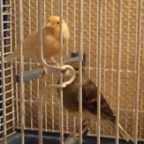 Lina et Nino