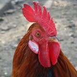 Les Poules