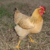 Cracotte