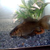 bubulle