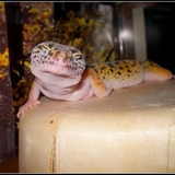 Khaleesi