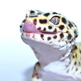Draco le Dragon