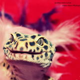 Draco le Dragon