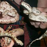 Nagini et Draco