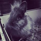 Gribouille