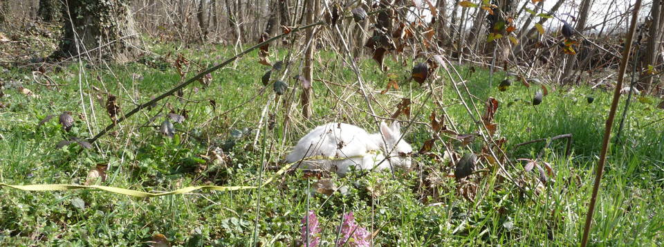Poupine