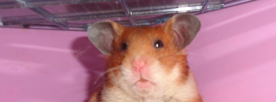 lilas :-D