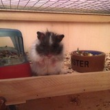 Pomme