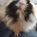 Zia