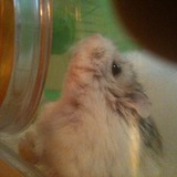 Gizmo ♥