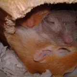 shut je dors :)