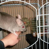 Chinchidou