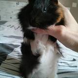 swiffer