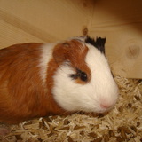 DOMI