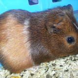 Lola
