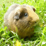 Noisette