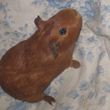 noisette