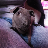 arf,demain ma maitresse pars en week end sans moi! snif snif ,heureusement quelqu'un restera pour s'occuper de moi,mais quand même...! les gratouilles derrière les oreilles vont me manquer ^^