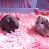maman nettoie la cage,nous on attend,trop sages comme d'hab (ou pas ,hihi)