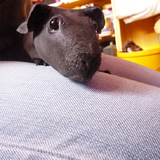 coucou :)