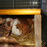 tamaro
