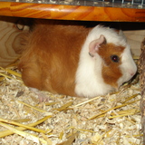 pompoko