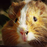 Miel ღ
