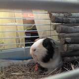 Noisette