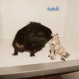 ♥ Gauffrette ♥