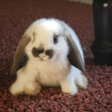 only rabbits allowed :)