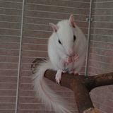 Fanzy 