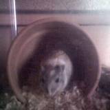 LITHA