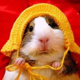 Guinea Pig Lovers