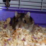 Pac