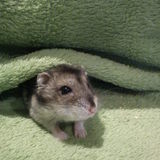 La team des Hamsters Tout Mignon