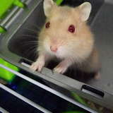 Hamtaro