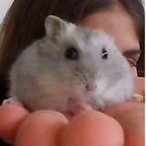 Mimi