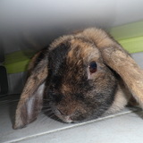 Chipette