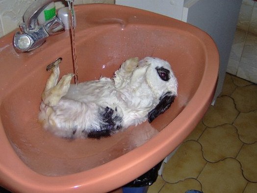 comment laver un lapin