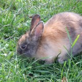 myrtille