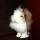Piwi