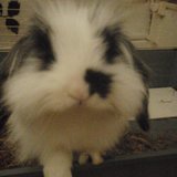 Fiona 