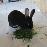 la lapine
